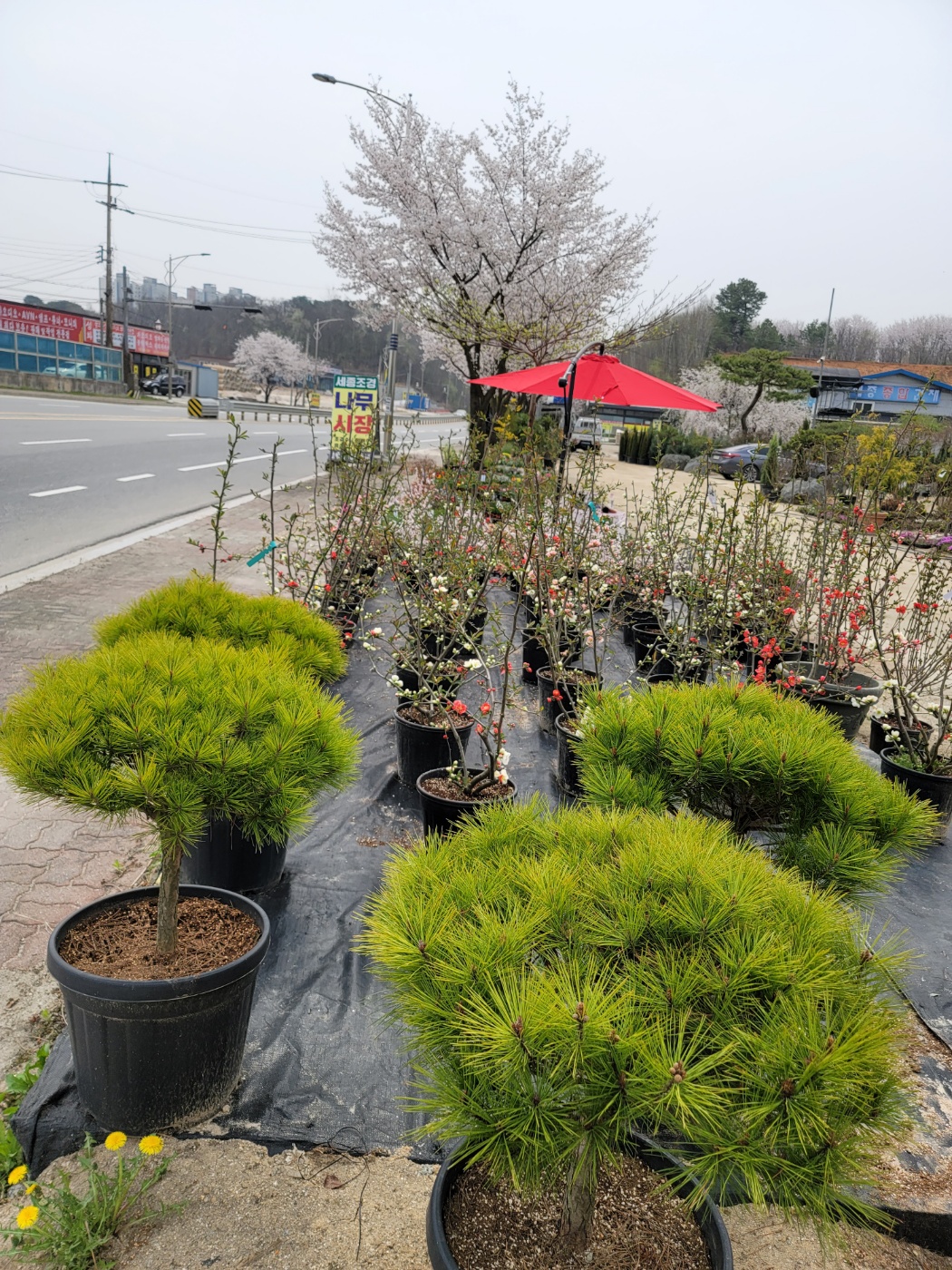 31396258_7LD0NauU_bab72da8749ba4770198cc58831e42ddafd03db3.jpg 이미지크게보기
