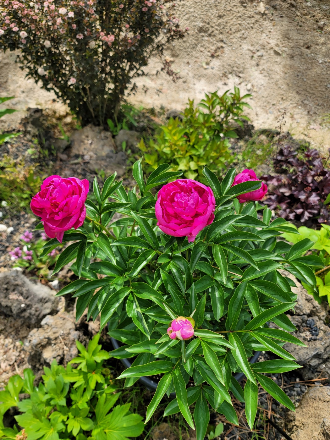 31396258_9mAY5x40_041fc8c09dc563ffa5a5ae68a9fe04e5e00acbda.jpg 이미지크게보기