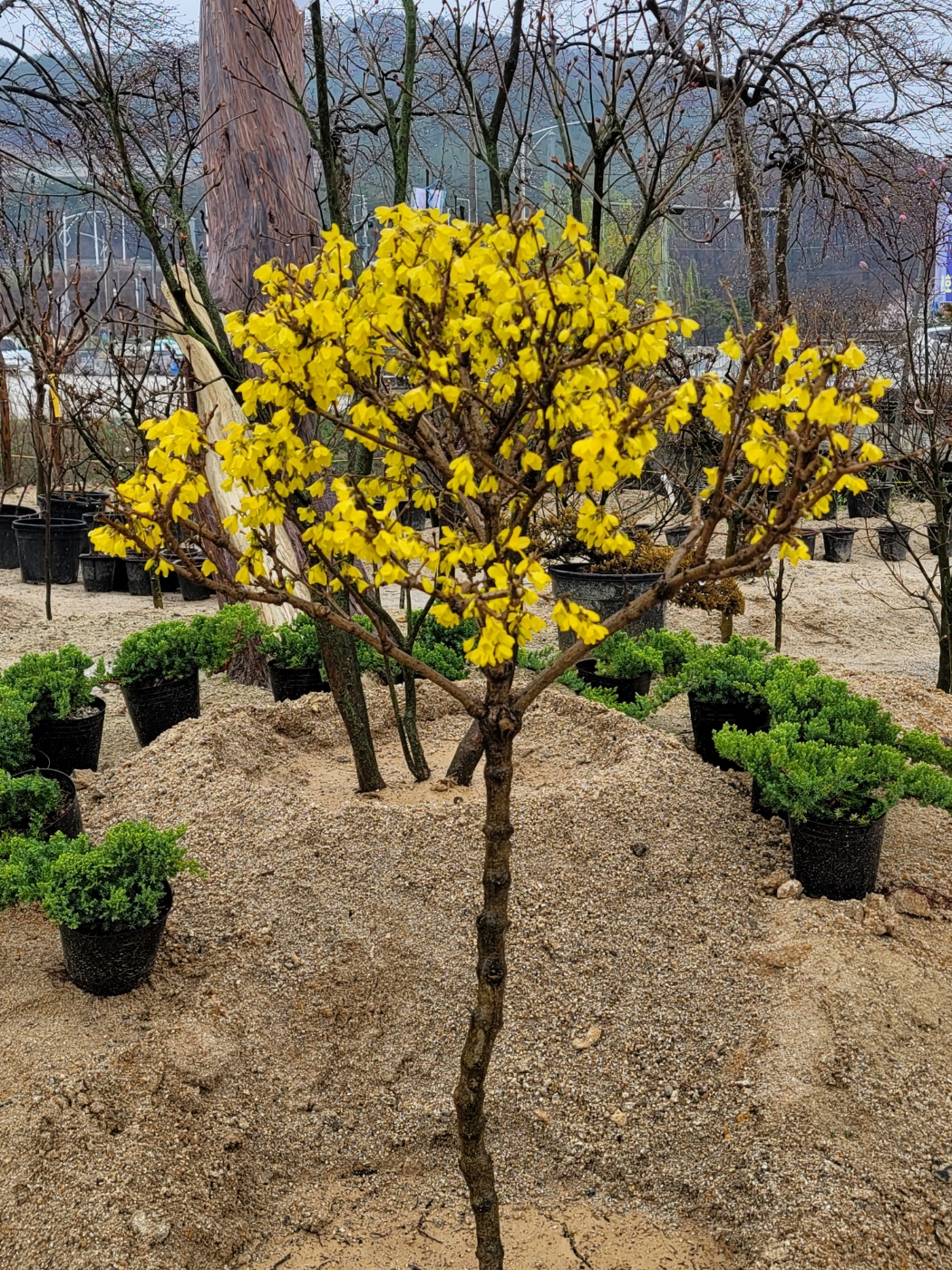 31396258_Bf8bxDkL_aca7359af50c887dcede0bd3a0a77258165f7b44.jpg 이미지크게보기
