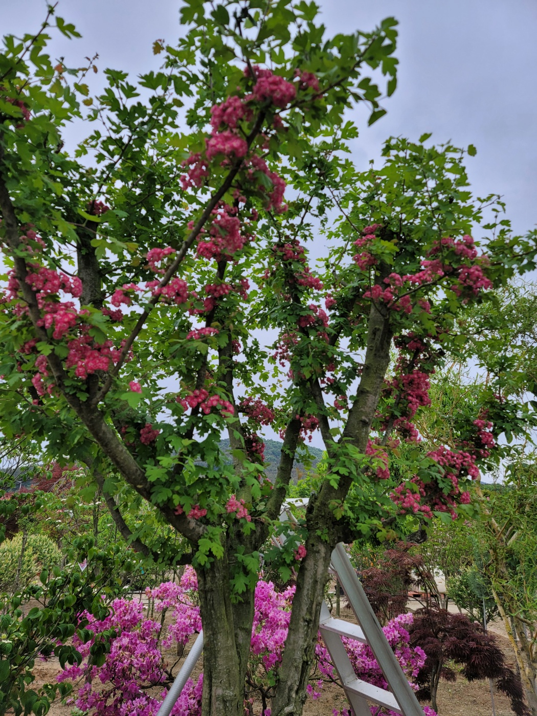 31396258_EmVSFsJR_12b80143b098a7ebc596550cefd3009413557d32.jpg 이미지크게보기