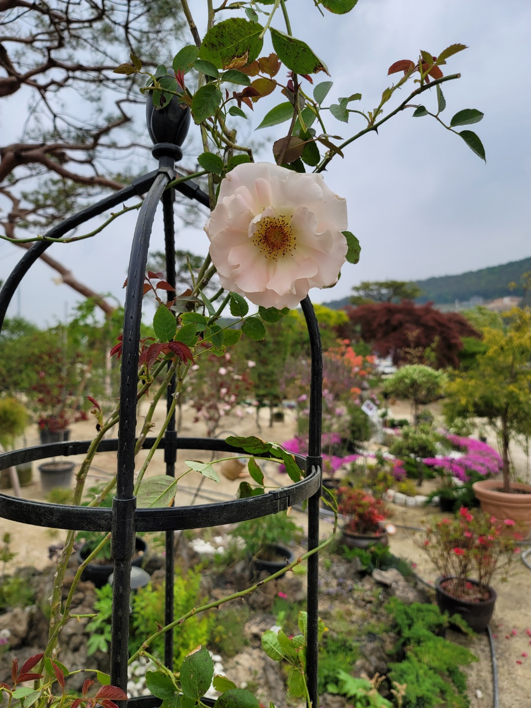 31396258_GTUjeXvn_ce47e0080fdb00e9a03165f4bef83b1690db2dd1.jpg 이미지크게보기