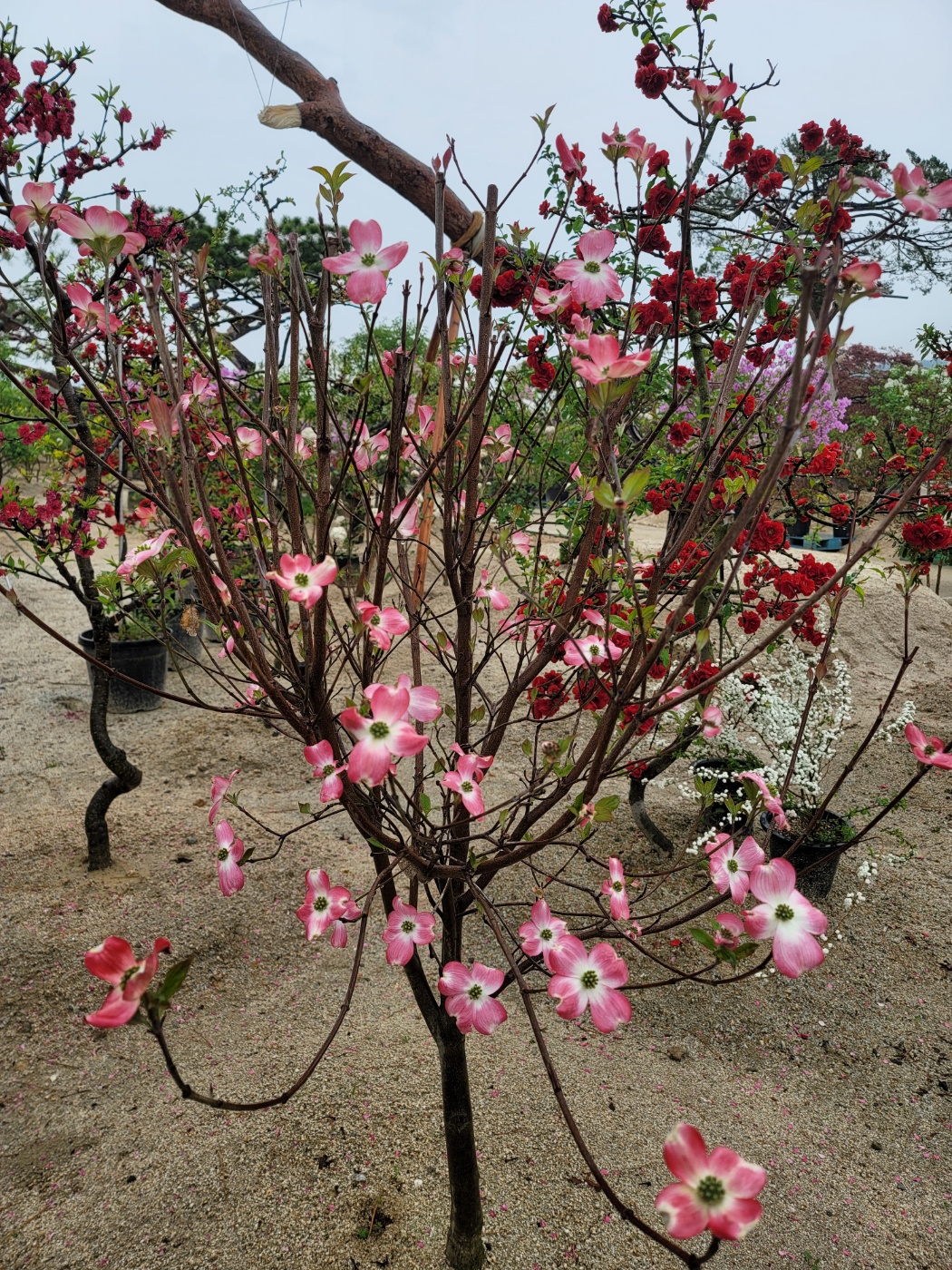 31396258_QBsVv9NX_579477c5abb22ea3271aec13230364f4e504062d.jpg 이미지크게보기