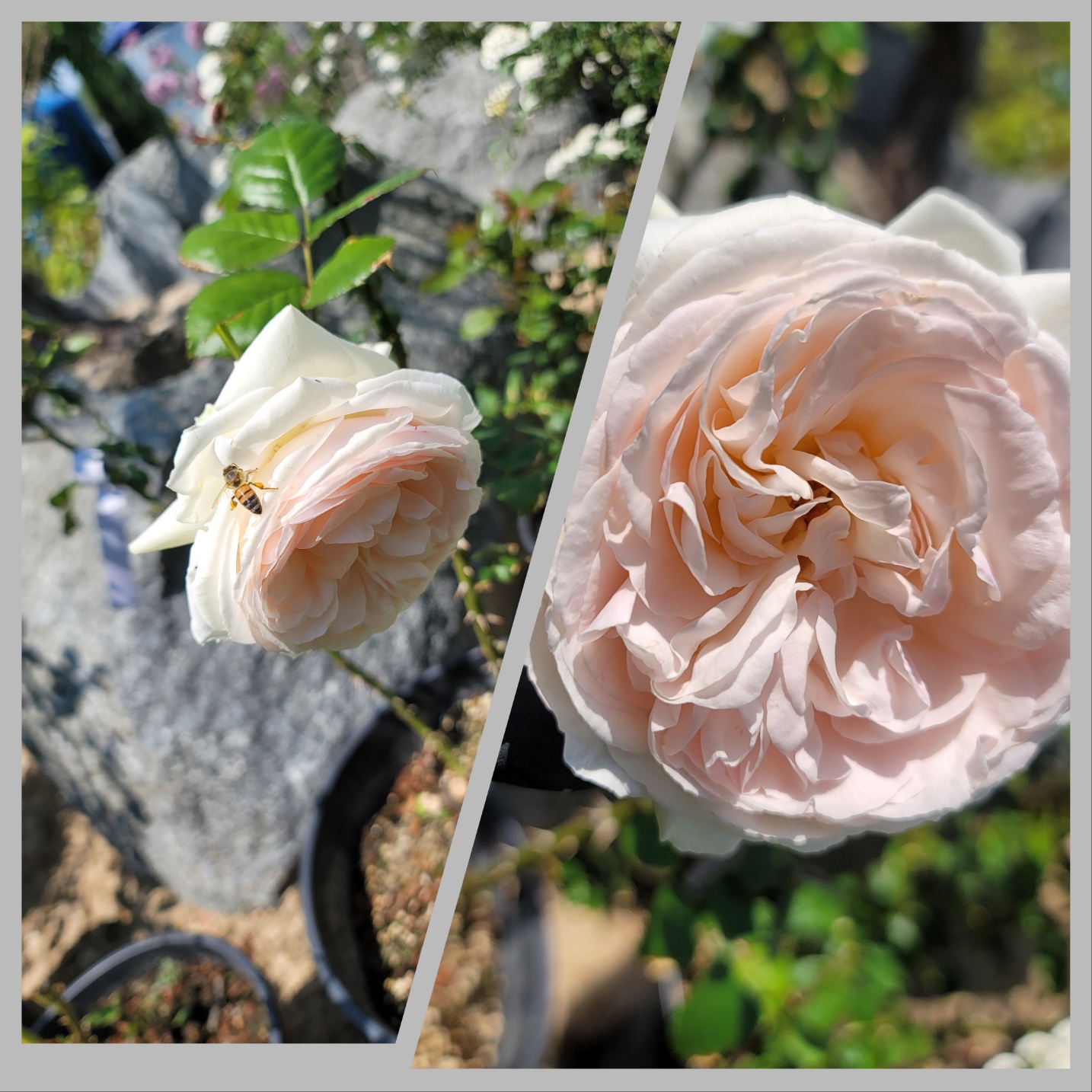 31396258_RutVrvC7_c0baf02d086416bb2121e8e0de03dcd7783af191.jpg 이미지크게보기