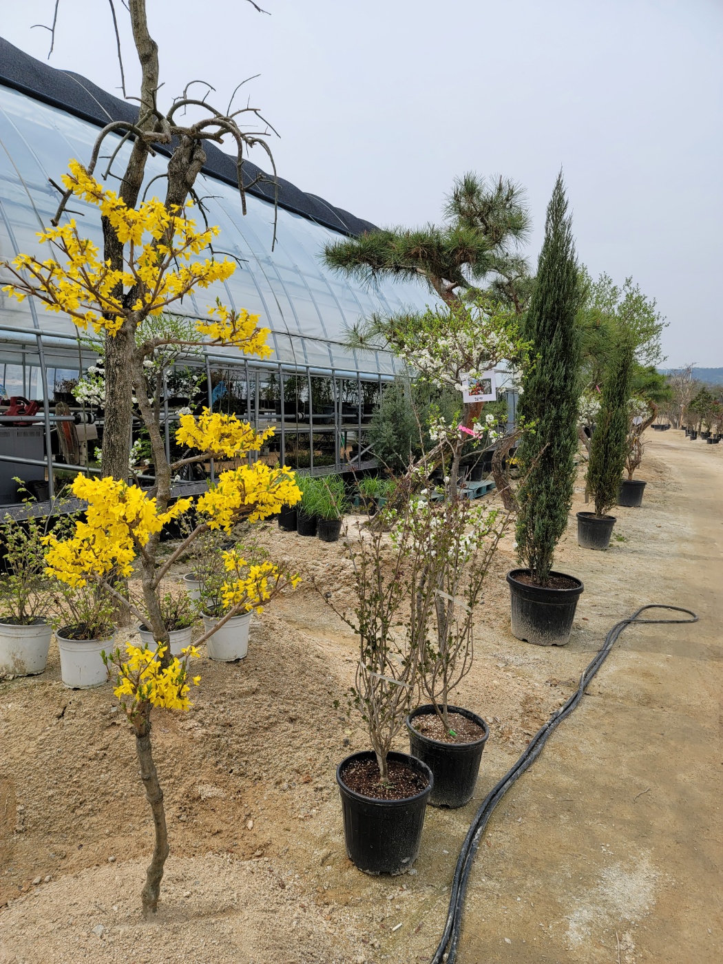 31396258_SK2f6kUt_86ea161ff1053c6597b03edc007786f1d04cf33e.jpg 이미지크게보기