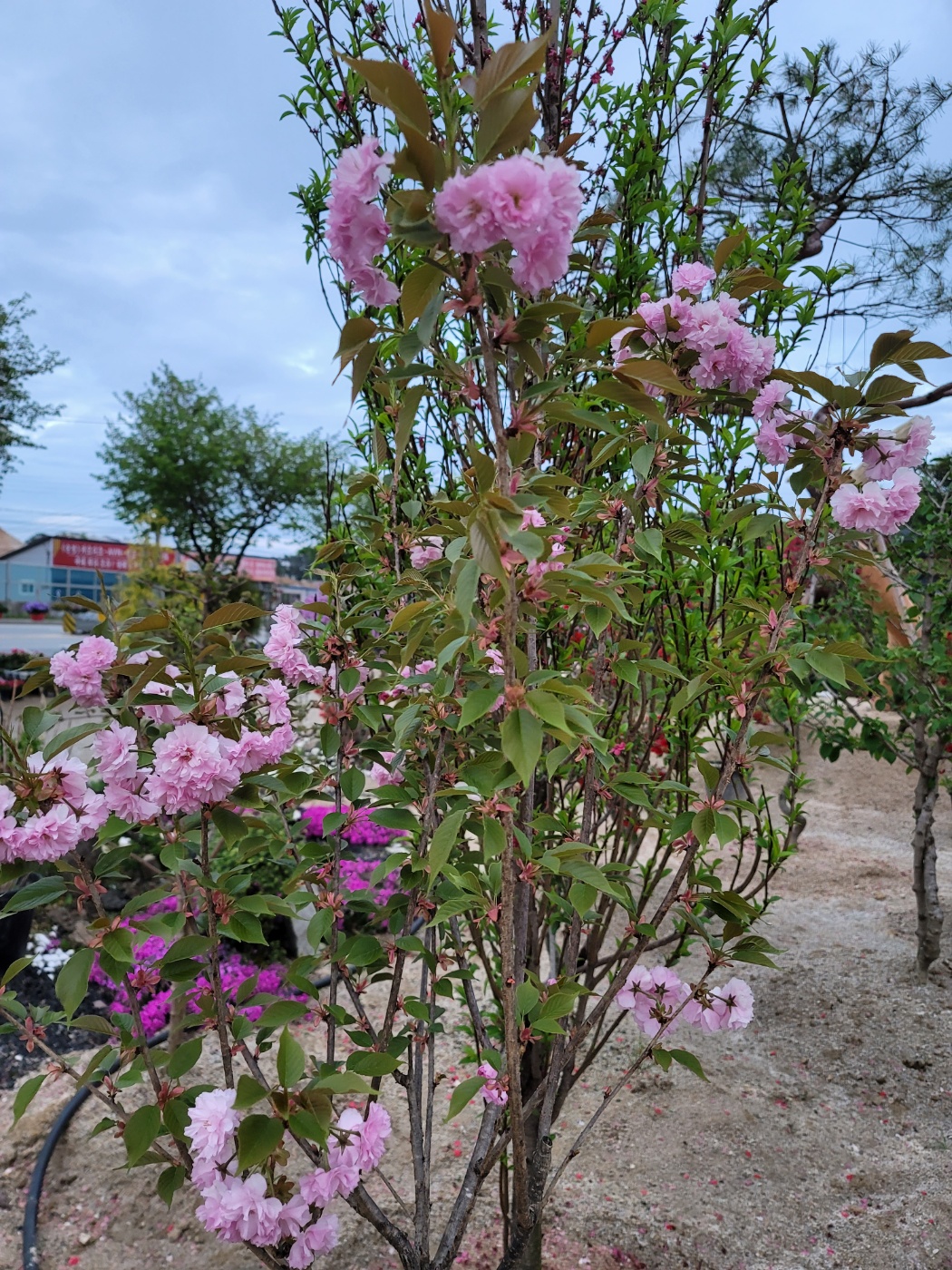 31396258_U0calYqg_e43b77501b73569a26d80e19a427a5c0cbc9b51a.jpg 이미지크게보기