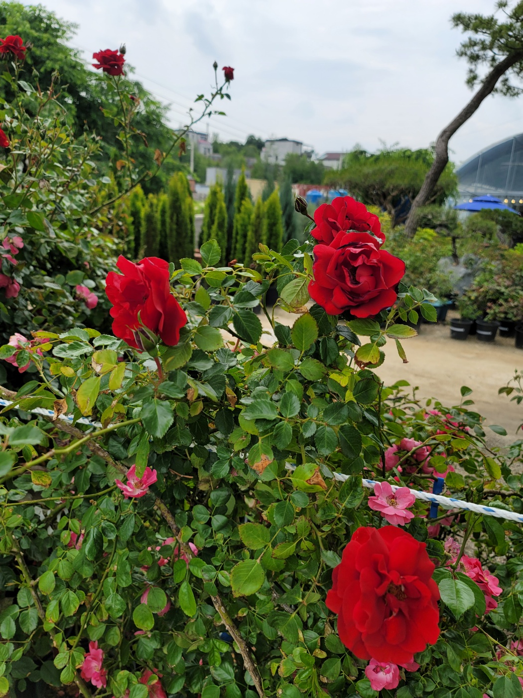 31396258_UTk0VCEL_da3c75fffcf1419b0b0879757290b524dbe5cd53.jpg 이미지크게보기