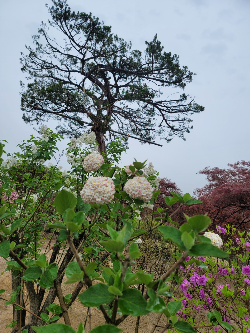 31396258_Uev8da2R_97ffb19d8278de0780f8210933f5e1dec2ffe708.jpg 이미지크게보기