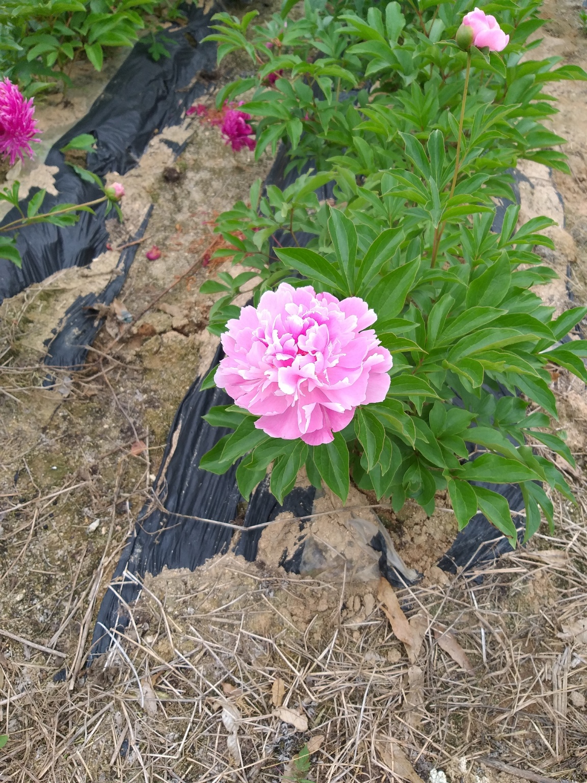 31396258_b4AWR3H7_08590c45b7ddd35dae3bd5d1632f8236ab5d4c60.jpg 이미지크게보기