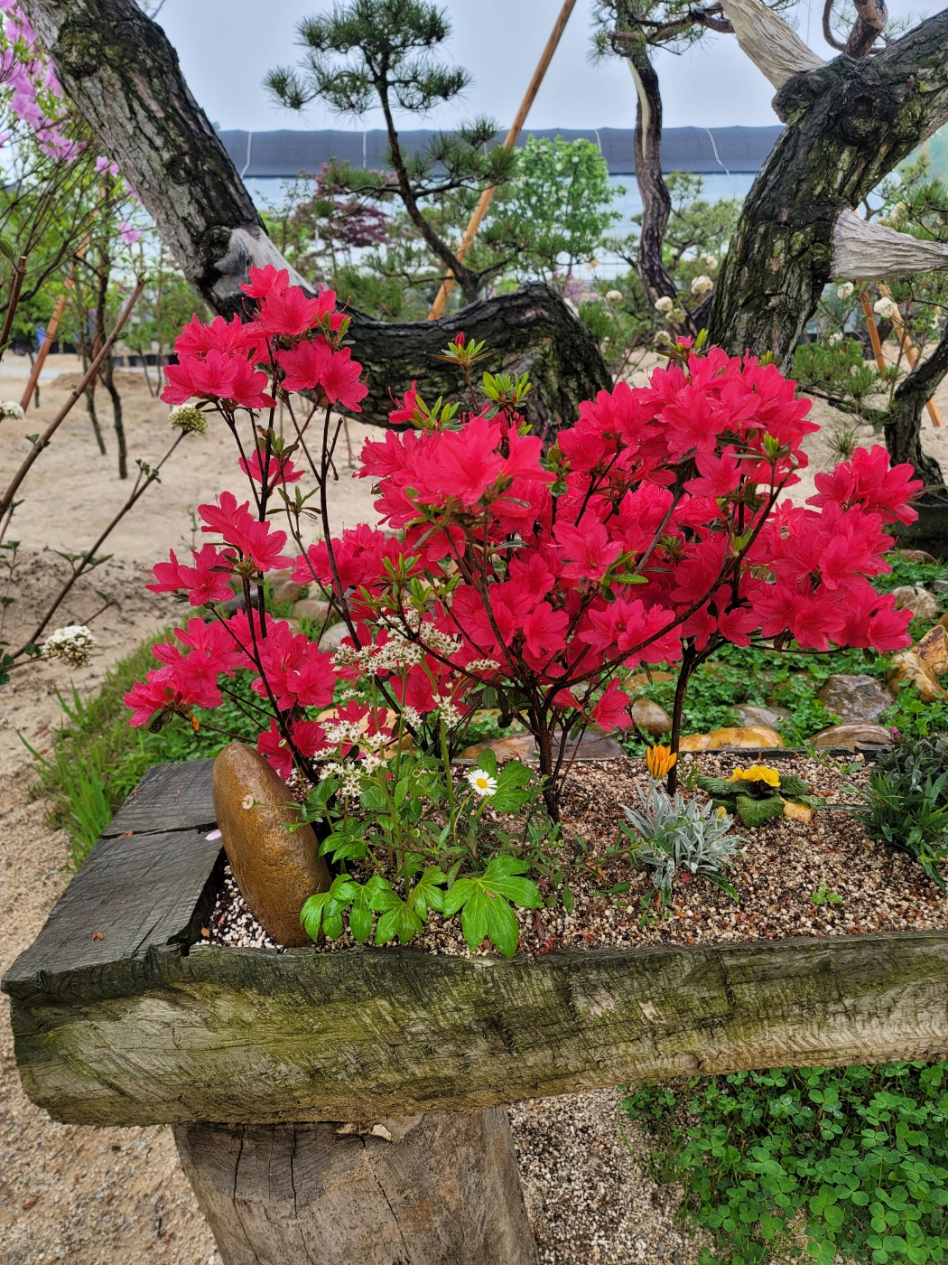 31396258_dWGEH1xL_10b489a5e70f059724093f56c7e0aae1ea0426a8.jpg 이미지크게보기