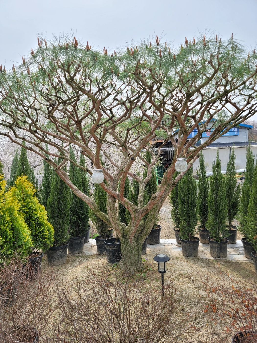 31396258_fRQmiBp9_72889ad0dfd7ce6f0753d9045efb2b3bf5d706af.jpg 이미지크게보기