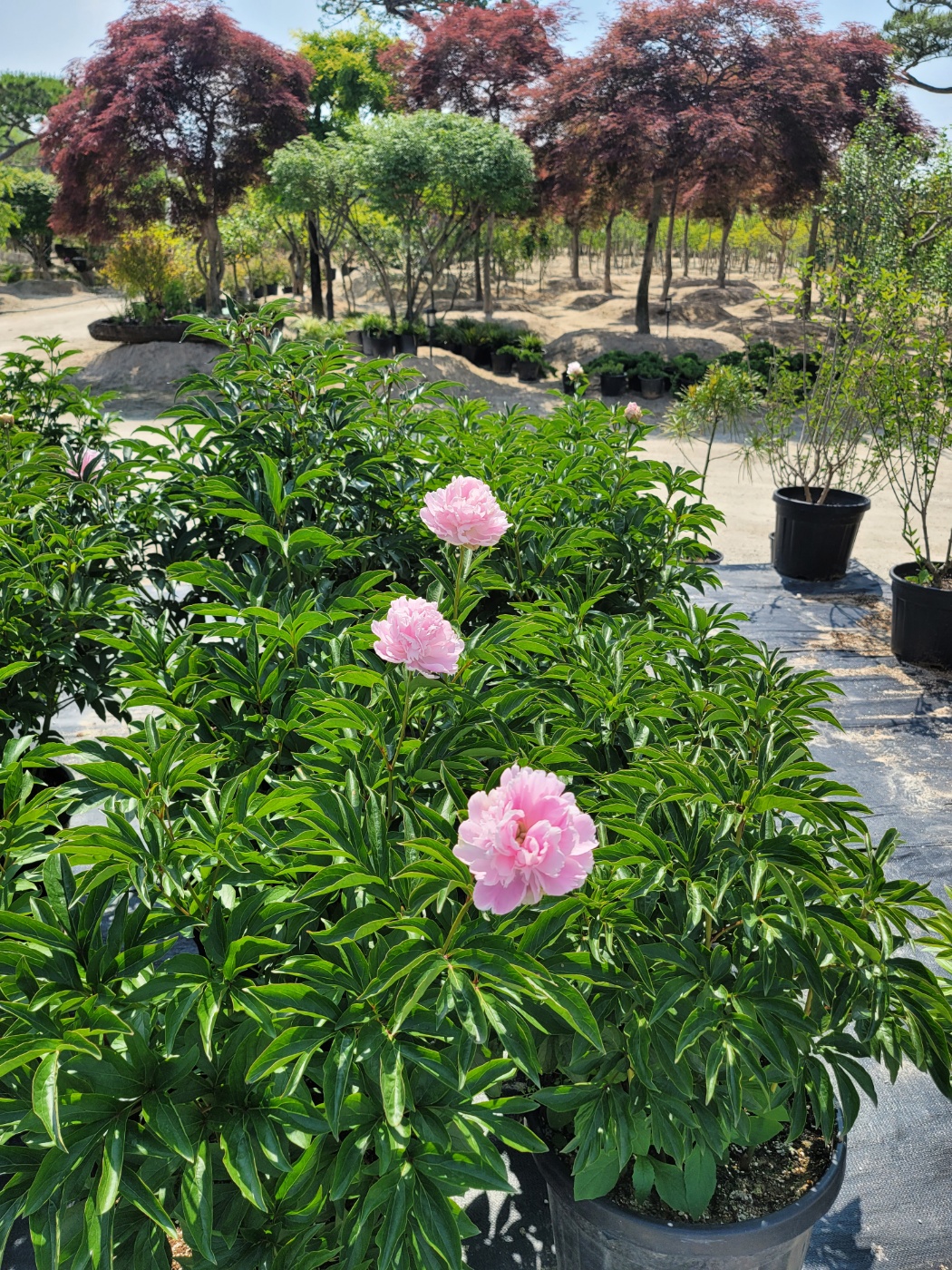 31396258_hzLqAfOw_eb0080b293b883eb1b336cbd10e7626670f3f37d.jpg 이미지크게보기