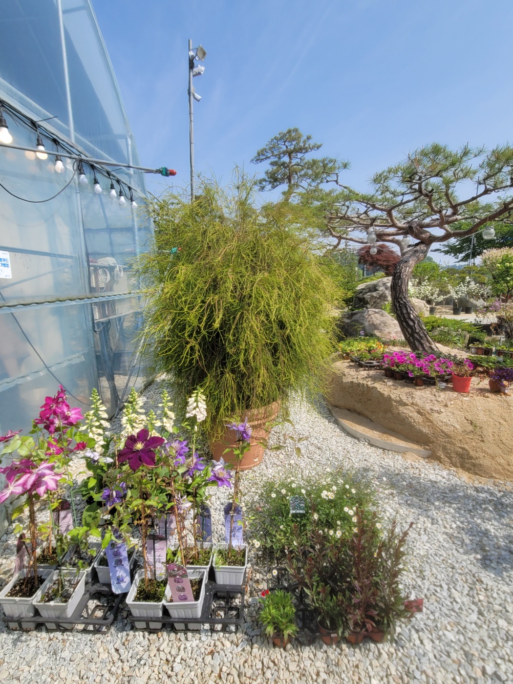 31396258_jV7eBIWv_f3ba9207630f36945db1ac04e502ad8b14249abc.jpg 이미지크게보기