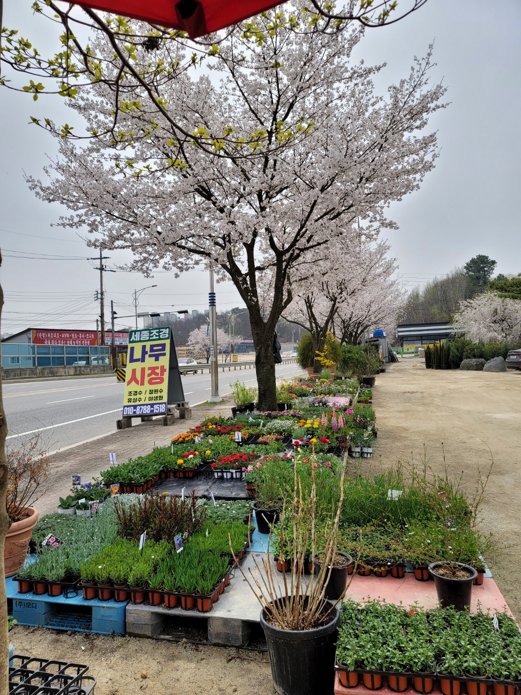 31396258_qY7zFxMK_4da8b08691a852fbccc2bf978d8bcc17054e8335.jpg 이미지크게보기