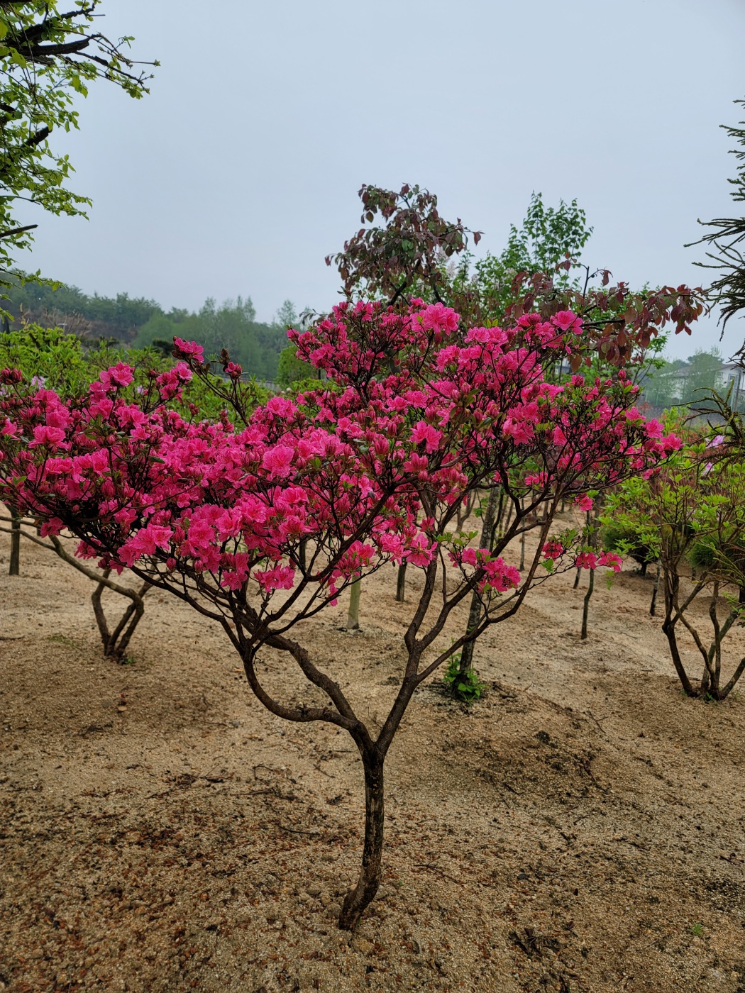 31396258_qc95ZBQs_0a6e7d7ae9724c373666b9a0d309ae2c216c54c5.jpg 이미지크게보기