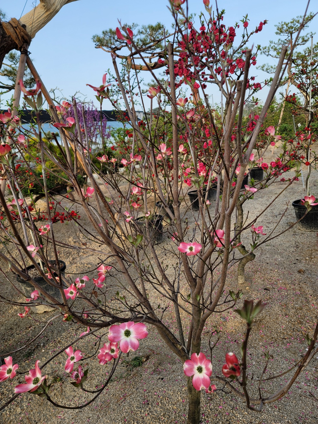 31396258_u4x8C7zc_e48b29a029370e1b182e4ce96fd0993f5f05579a.jpg 이미지크게보기