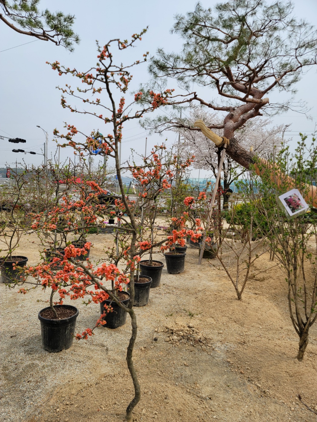 31396258_wD0cSmkt_cbc9c9736cc9cceb1ca2b11e3af69f551483ecbb.jpg 이미지크게보기