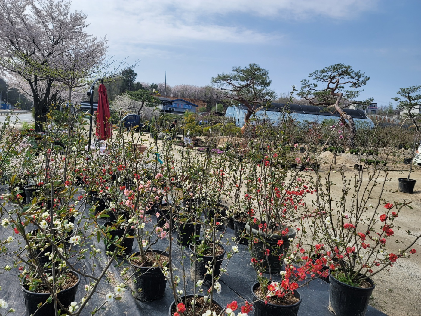 31396258_wWb7nIPl_2cb17bc80fa768219b4908cf9c4a93fc66e70478.jpg 이미지크게보기