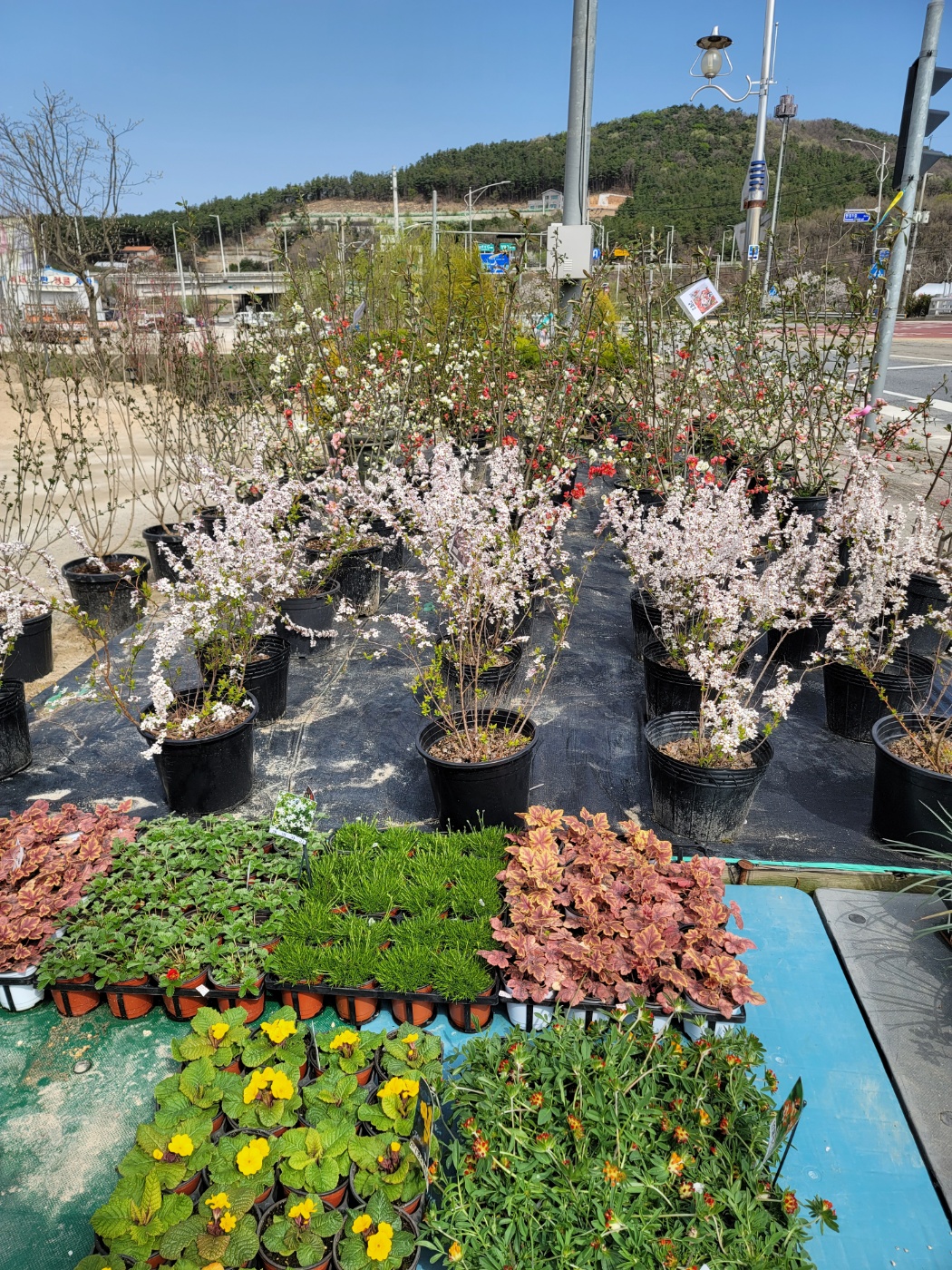 31396258_wqQakYpl_1b3f11e6e2435d418cb9efbd5bcb46faefe8d8f1.jpg 이미지크게보기
