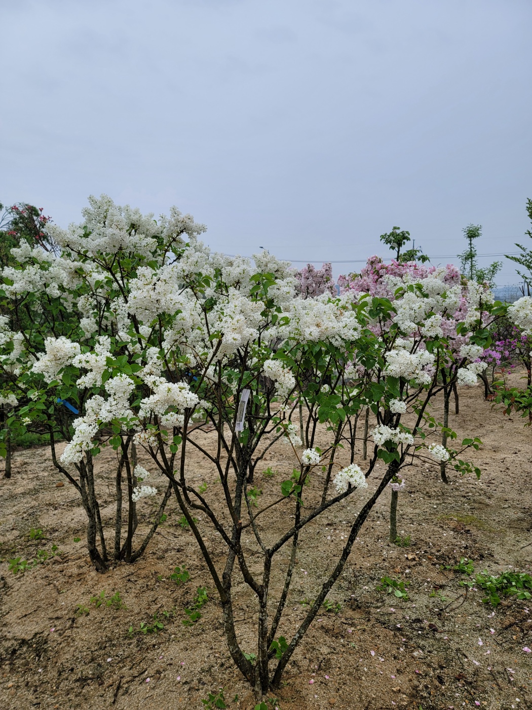 31396258_z4np7mw6_c904f1ec29499e8a8bc0a2ae2ce21f6525e1c95d.jpg 이미지크게보기