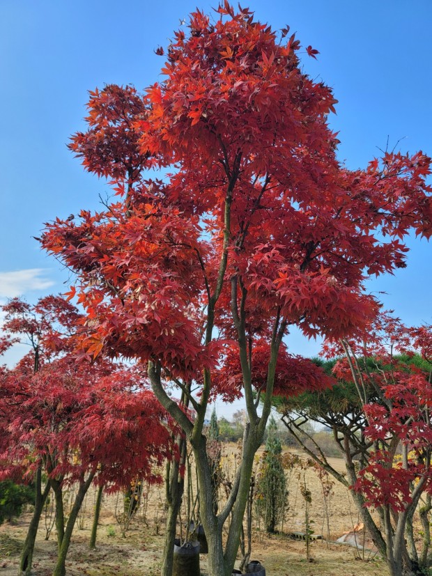 세종조경농원