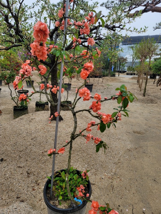 세종조경농원