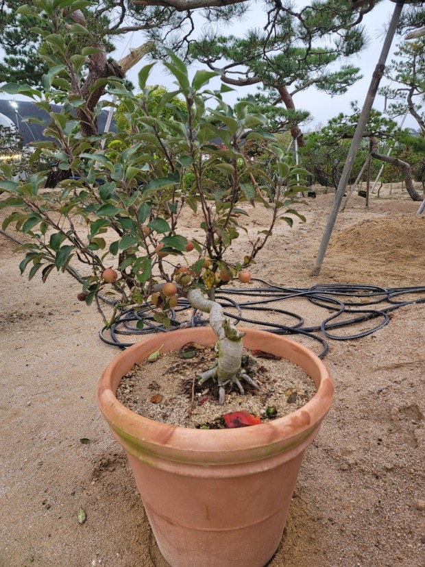 세종조경농원