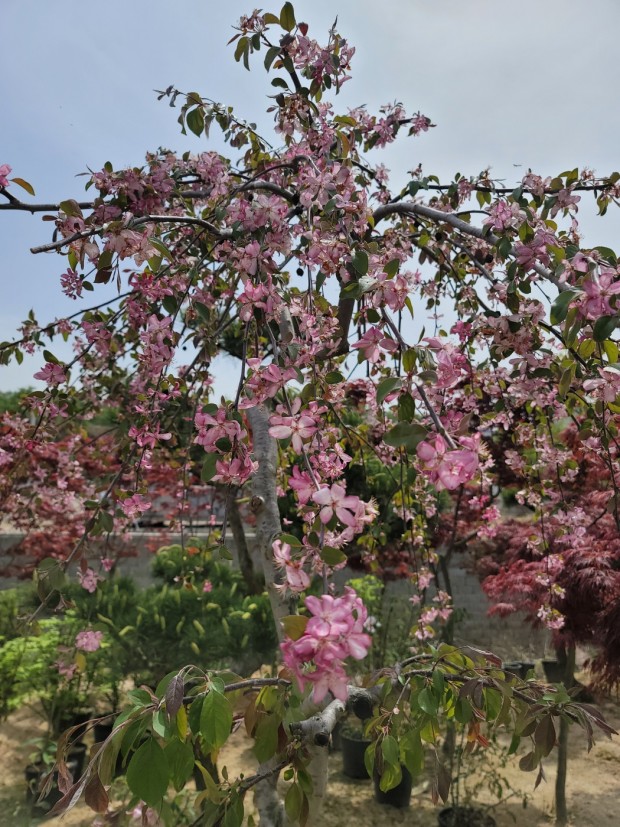 세종조경농원