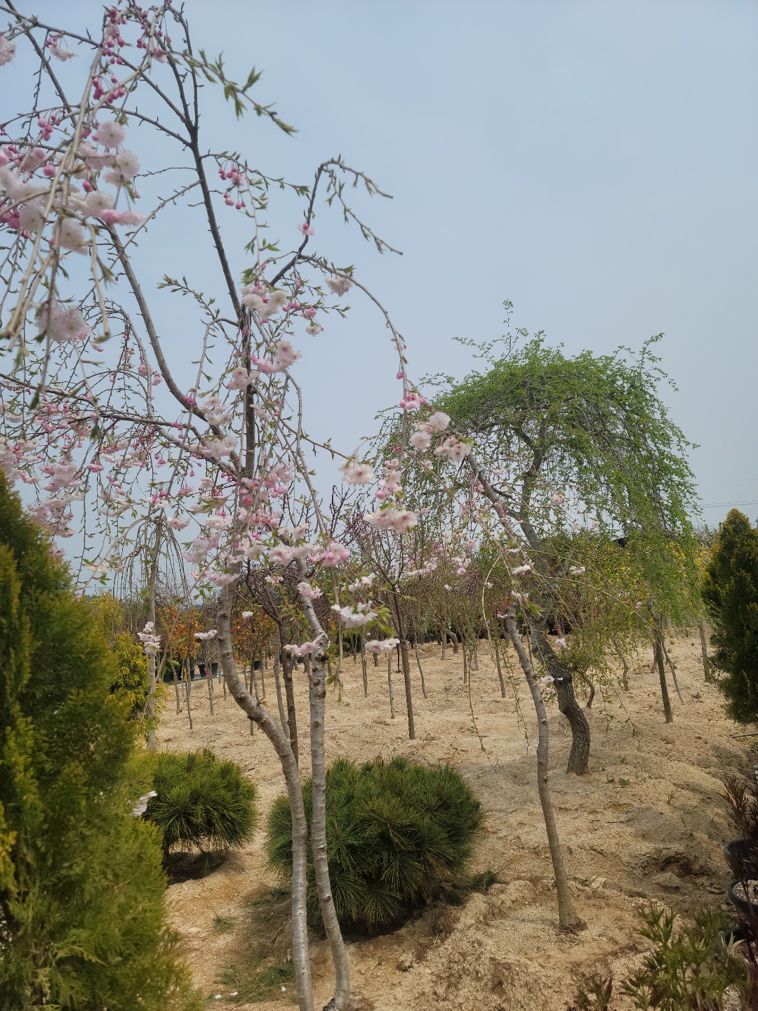 /user/0/01087881518/editor/2204/cba90b4ffc9ef750f7726b4bd66c0838_1650254867_2149.jpg 이미지크게보기
