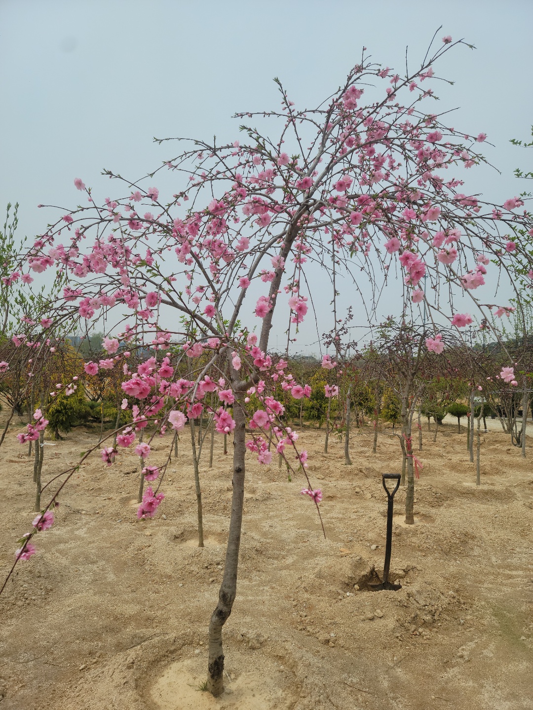 /user/0/01087881518/editor/2204/cba90b4ffc9ef750f7726b4bd66c0838_1650255037_9467.jpg 이미지크게보기