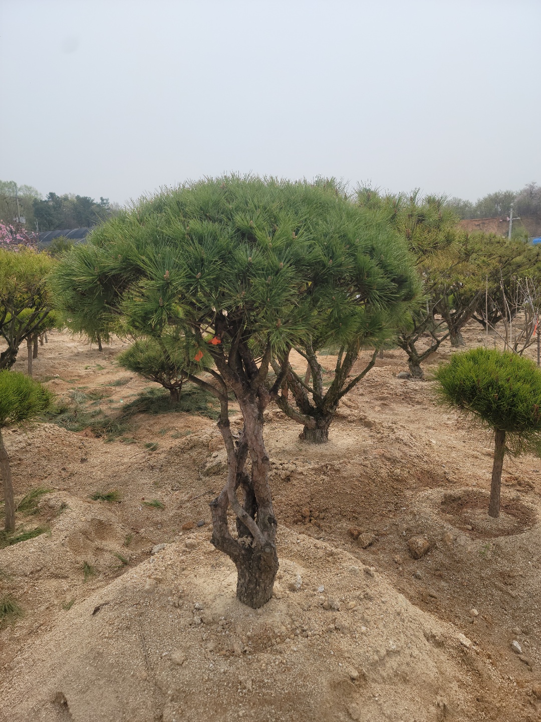 /user/0/01087881518/editor/2204/cba90b4ffc9ef750f7726b4bd66c0838_1650255340_0556.jpg 이미지크게보기