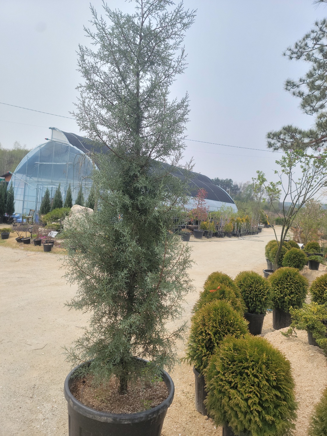 /user/0/01087881518/editor/2204/cba90b4ffc9ef750f7726b4bd66c0838_1650255715_8854.jpg 이미지크게보기