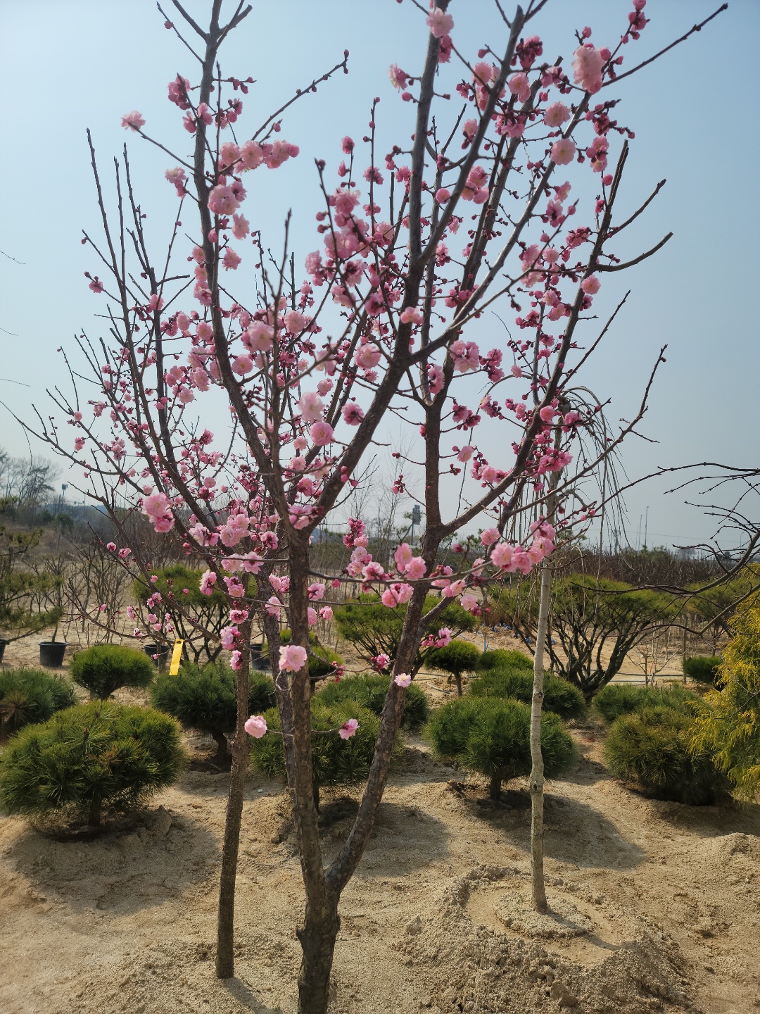 /user/0/01087881518/editor/2204/cba90b4ffc9ef750f7726b4bd66c0838_1650256009_5143.jpg 이미지크게보기