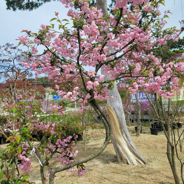 세종조경농원