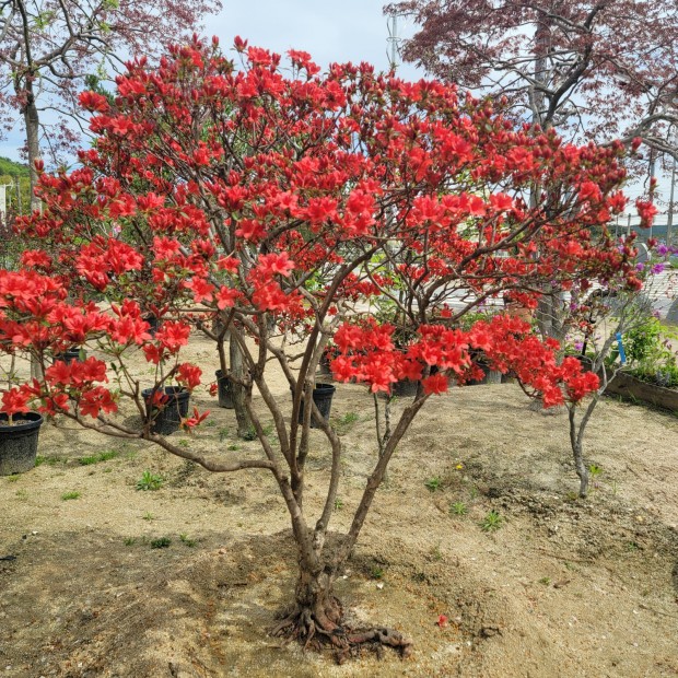 세종조경농원